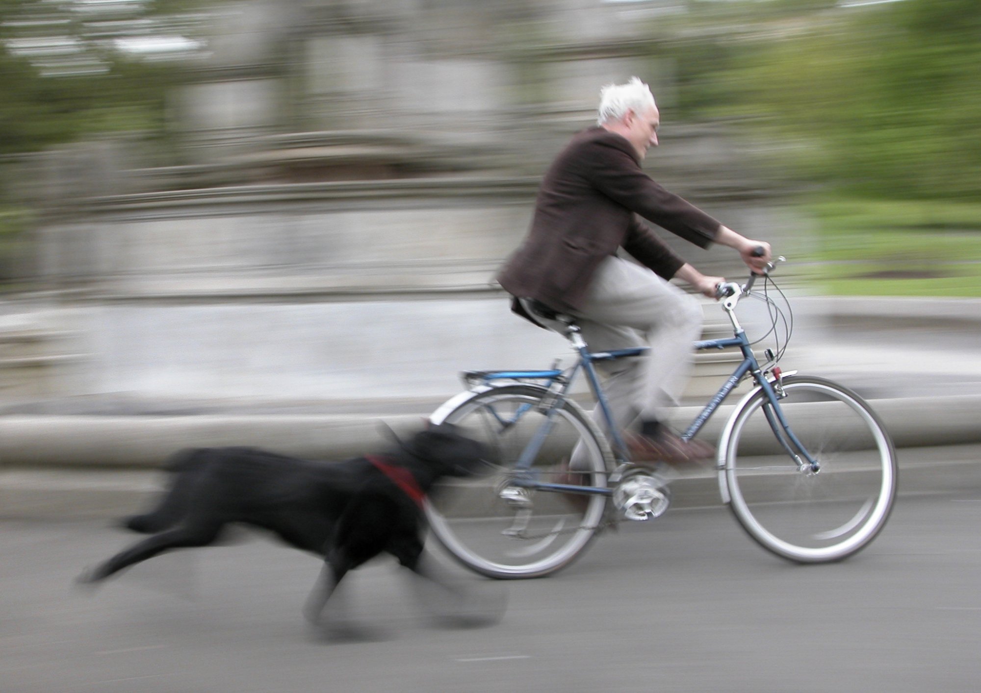 Если за велосипедистом гонятся собаки